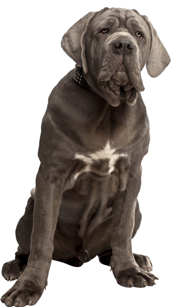 Large dog hotsell friendly apartments